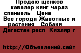 Продаю щенков кавалер кинг чарлз спаниель › Цена ­ 40 000 - Все города Животные и растения » Собаки   . Дагестан респ.,Кизляр г.